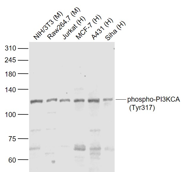 Rabbit anti-Phospho-PI3KCA(Tyr317) Polyclonal Antibody