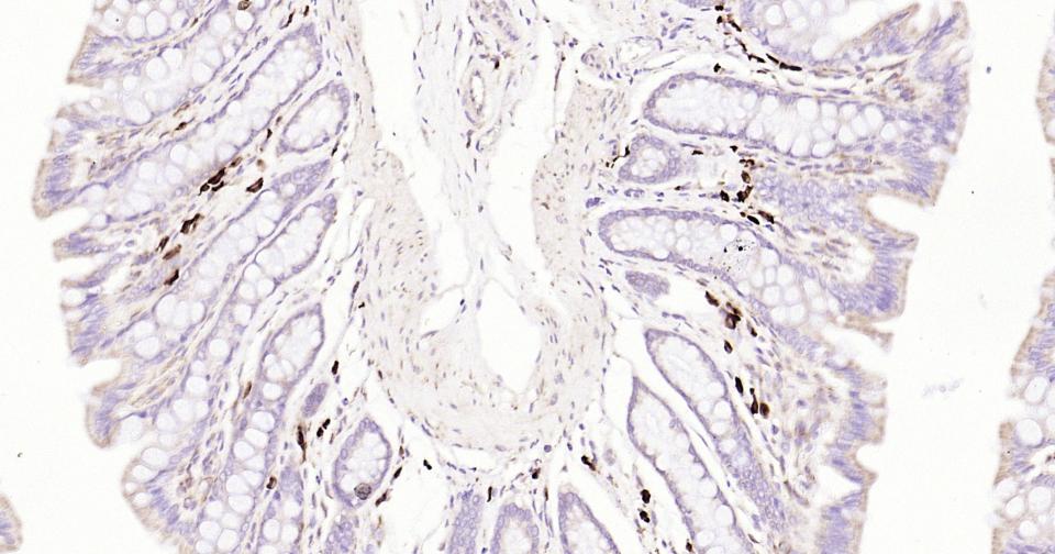 Rabbit anti-CD9 Monoclonal Antibody