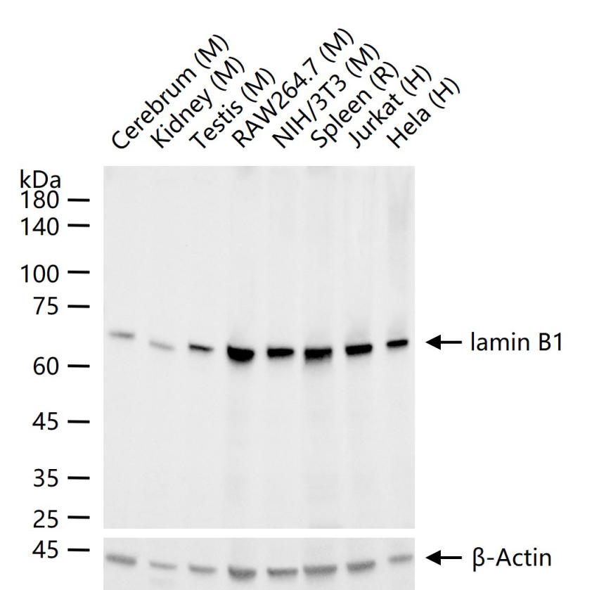 Rabbit anti-Lamin B1 Monoclonal Antibody
