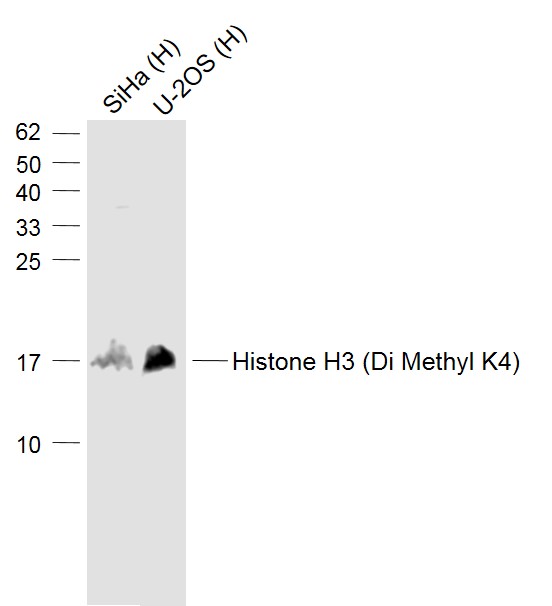 Rabbit anti-DiMethyl-Histone H3(Lys4) Polyclonal Antibody