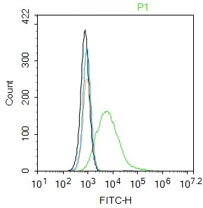 Rabbit anti-Phospho-AKT1(Thr34) Polyclonal Antibody