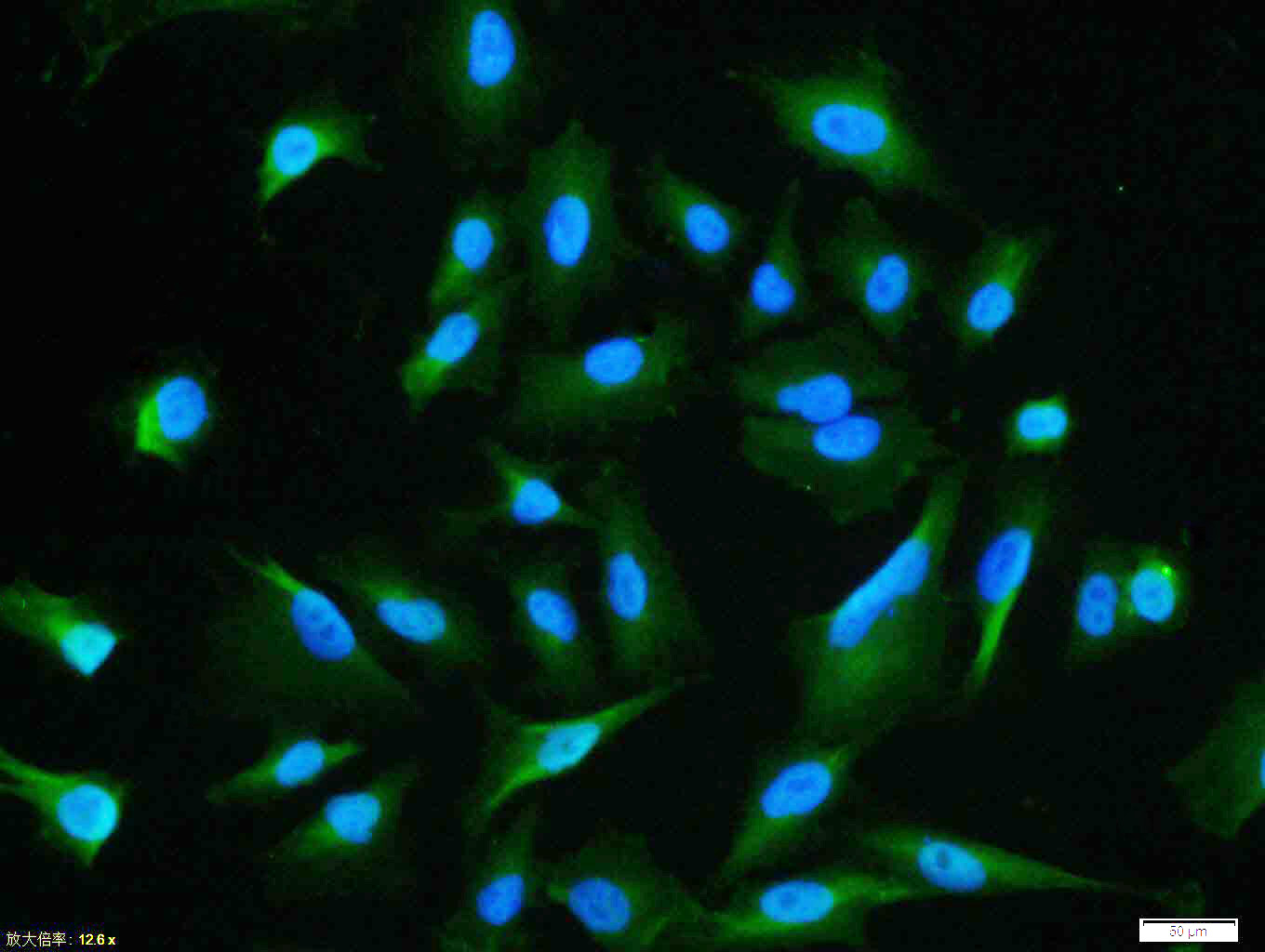 Rabbit anti-Phospho-AKT1(Ser129) Polyclonal Antibody