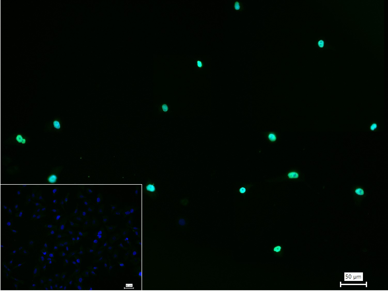 Rabbit anti-Histone H3(Acetyl K23) Polyclonal Antibody