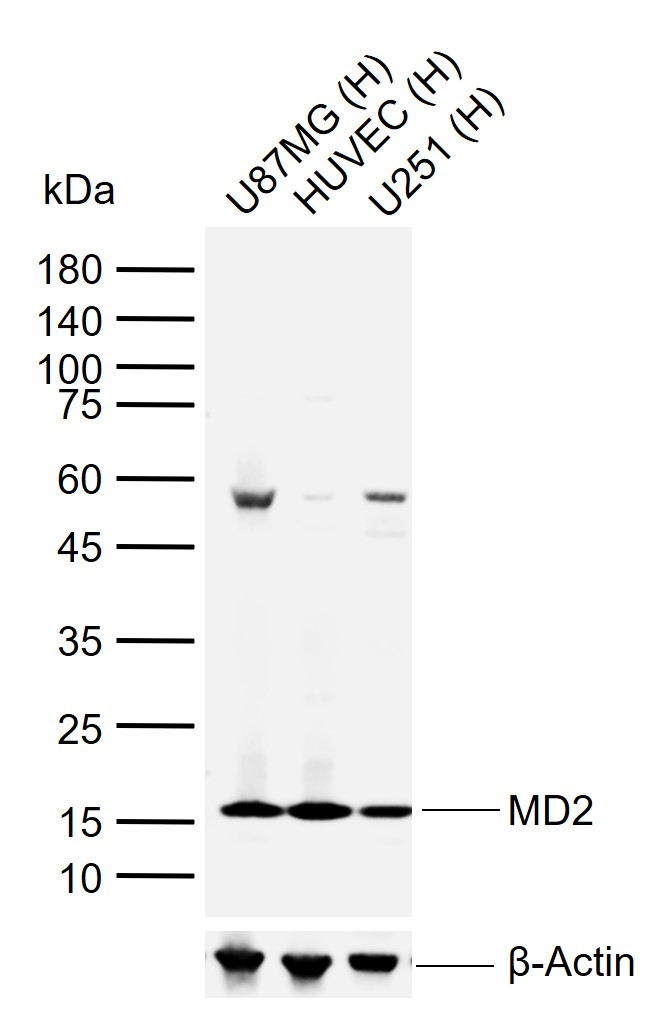 Rabbit Anti-MD-2 Polyclonal Antibody