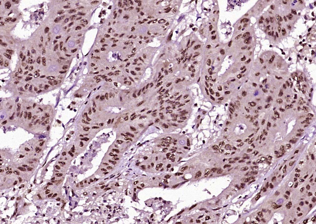 Rabbit anti-Phospho-Cyclin B1(Ser126) Polyclonal Antibody