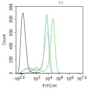 Rabbit anti-SLC25A11 Polyclonal Antibody