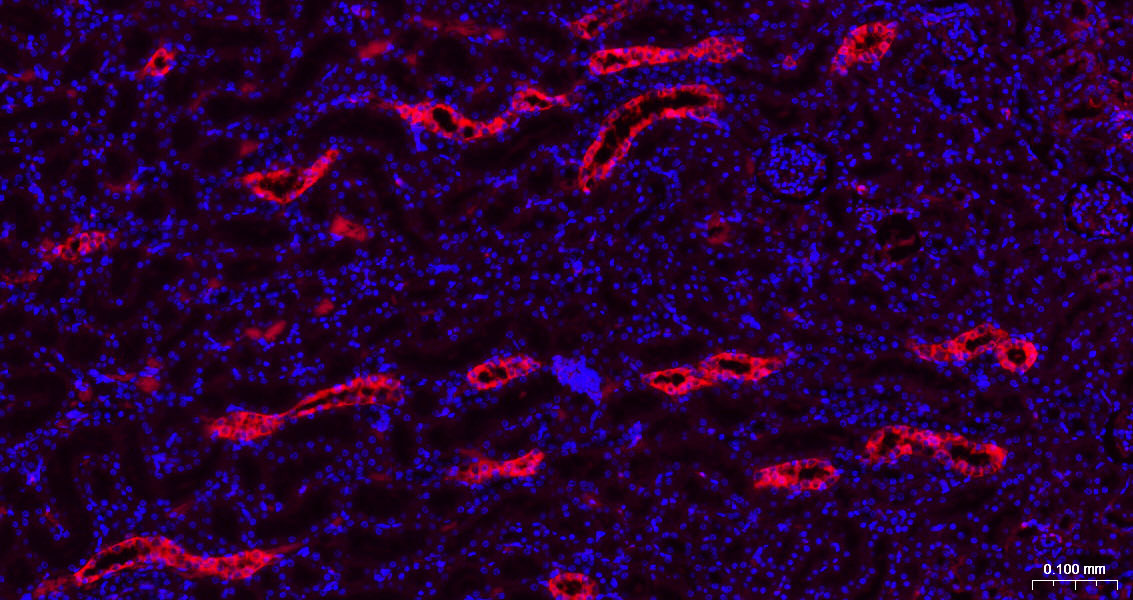 Rabbit anti-Galectin 3 Polyclonal Antibody