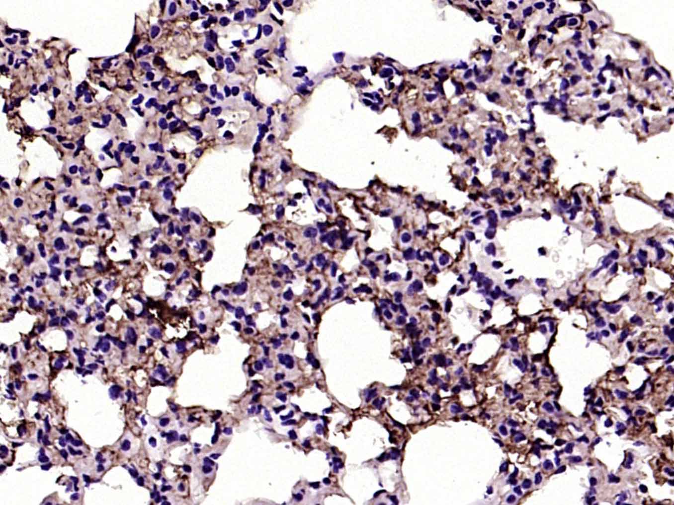 Mouse anti-Aquaporin 4  Monoclonal Antibody
