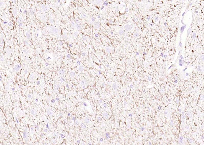 Rabbit anti-MBP Polyclonal Antibody