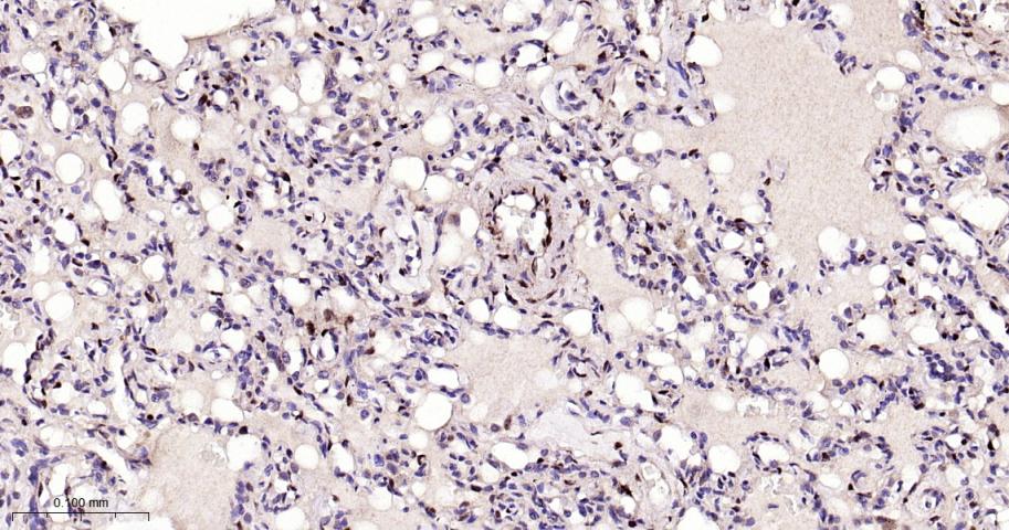 Rabbit anti-bFGF Monoclonal Antibody