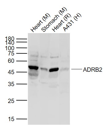 Rabbit anti-ADRB2 Polyclonal Antibody
