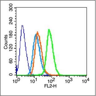 Rabbit anti-Phospho-Integrin β1(Tyr783) Polyclonal Antibody