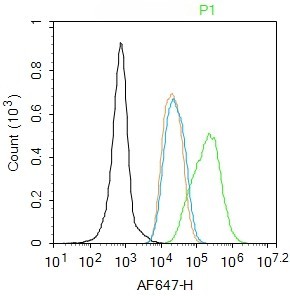 Rabbit anti-FoxP3 Polyclonal Antibody