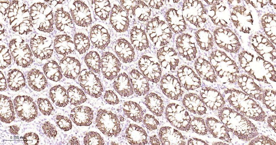 Rabbit anti-AGR2 Monoclonal Antibody