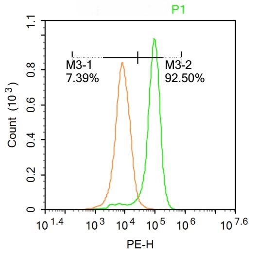 Rabbit anti-NCX1 Polyclonal Antibody