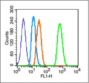 Rabbit anti-Phospho-EGFR(Tyr1068) Polyclonal Antibody