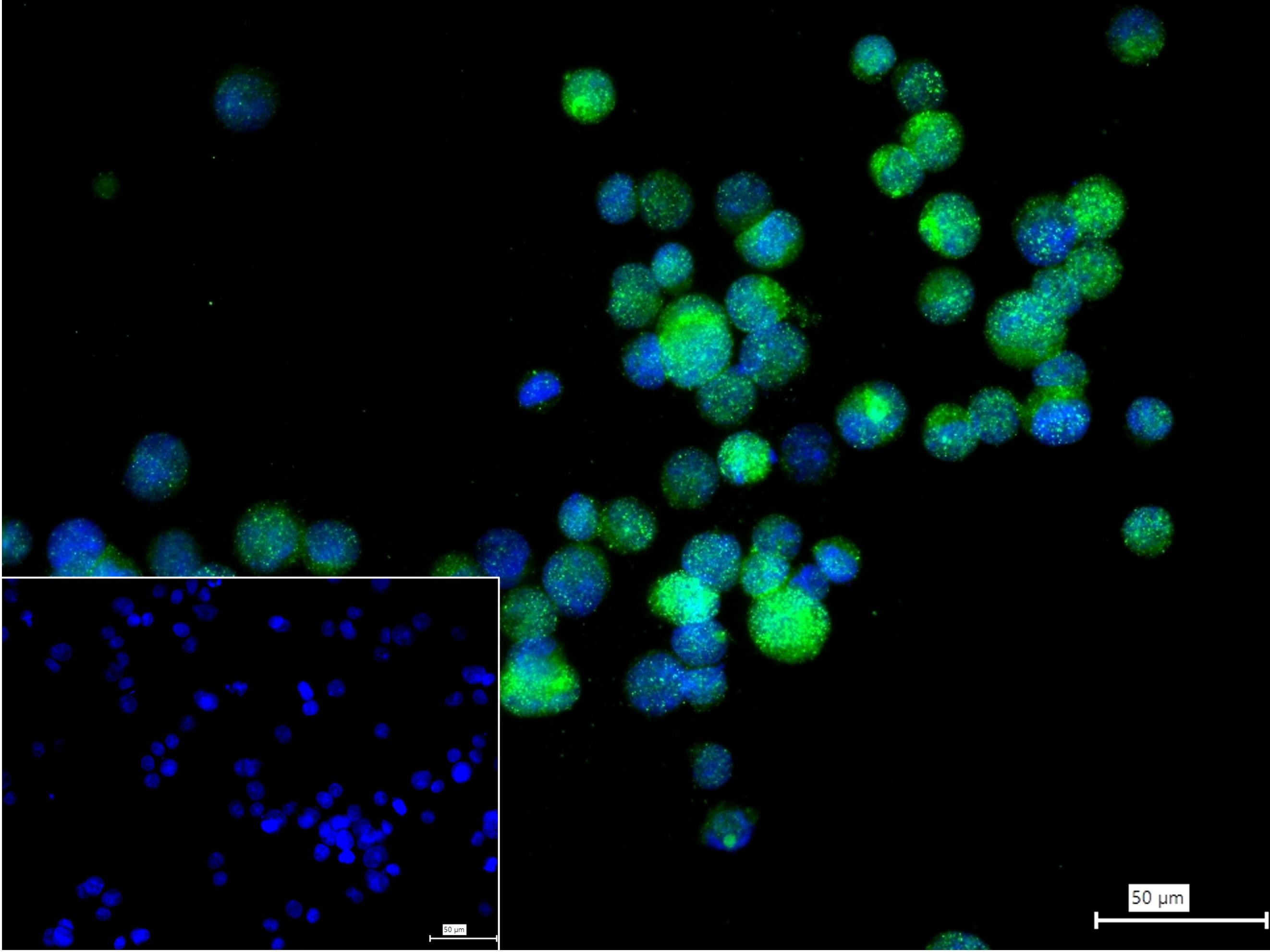 Rabbit anti-bFGF Monoclonal Antibody