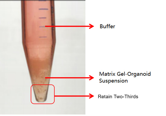 Organoid Air-Liquid Interface (ALI) Culture Guide